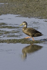Mottled Duck