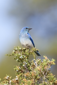 Mountain Bluebird