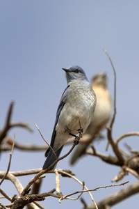 Mountain Bluebird