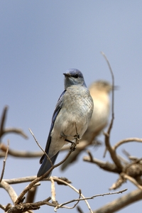 Mountain Bluebird