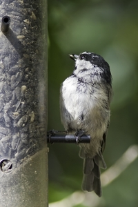 Mountain Chickadee