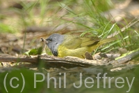 Mourning Warbler