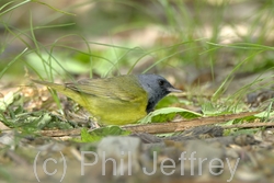 Mourning Warbler