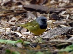 Mourning Warbler