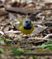 Mourning Warbler