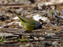 Mourning Warbler