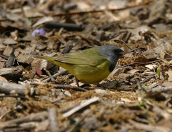 Mourning Warbler