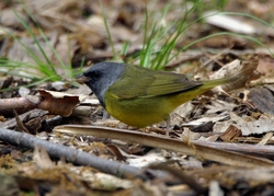 Mourning Warbler