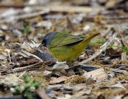 Mourning Warbler