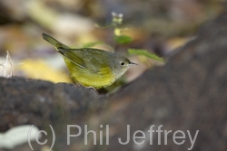 Mourning Warbler