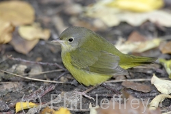 Mourning Warbler