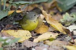 Mourning Warbler