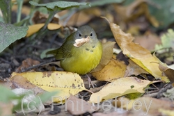 Mourning Warbler