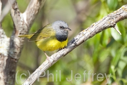 Mourning Warbler