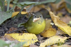 Mourning Warbler