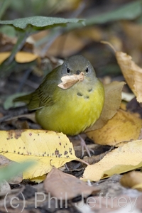 Mourning Warbler