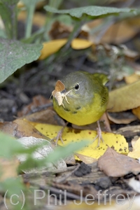 Mourning Warbler