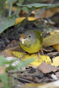 Mourning Warbler