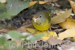 Mourning Warbler