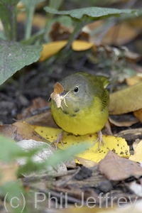 Mourning Warbler