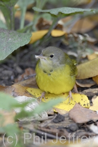 Mourning Warbler