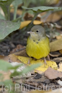 Mourning Warbler