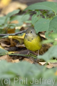 Mourning Warbler