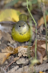 Mourning Warbler