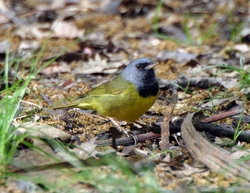 Mourning Warbler