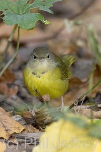 Mourning Warbler