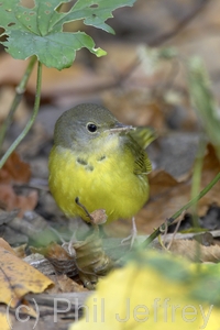 Mourning Warbler