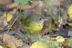 Mourning Warbler