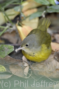 Mourning Warbler