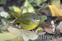 Mourning Warbler