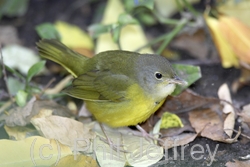 Mourning Warbler