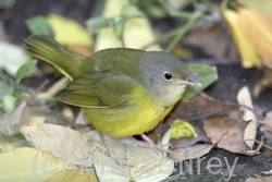 Mourning Warbler