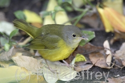 Mourning Warbler