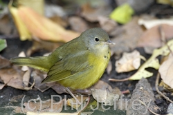 Mourning Warbler