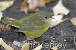 Mourning Warbler