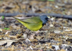 Mourning Warbler