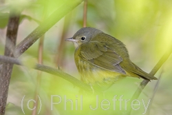 Mourning Warbler