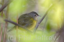 Mourning Warbler