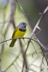 Mourning Warbler