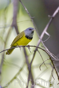 Mourning Warbler