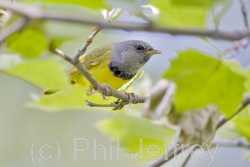 Mourning Warbler