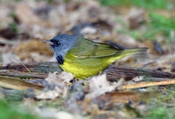 Mourning Warbler