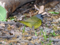 Mourning Warbler