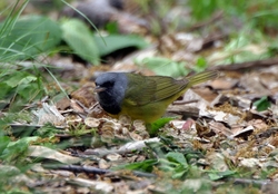 Mourning Warbler