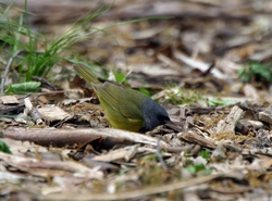 Mourning Warbler