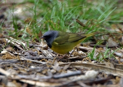 Mourning Warbler